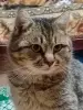 Брюс-кот молодой, кастрирован.