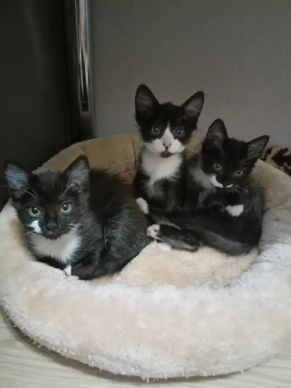 Котята