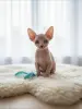 Котята Канадский сфинкс Бамбини Лонг Белоснежные