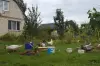 индоутки мускусные утки селезни