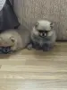 Щенки померанского шпица