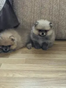 Щенки померанского шпица