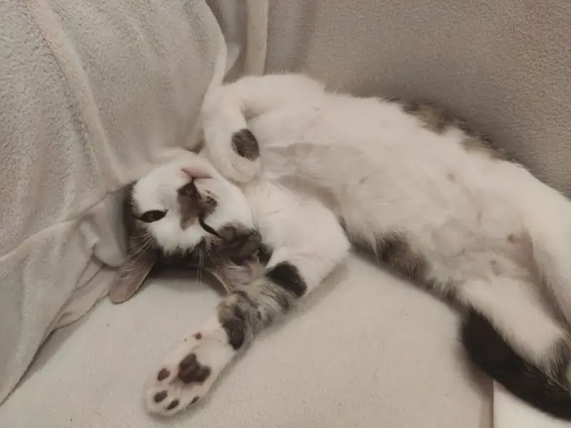Котёнок 5 месяцев