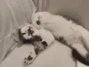 Котёнок 5 месяцев