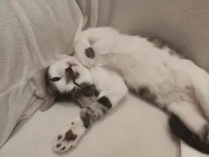 Котёнок 5 месяцев