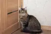 Кошка Капа, молодая, кастрирована.