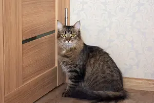 Кошка Капа, молодая, кастрирована.