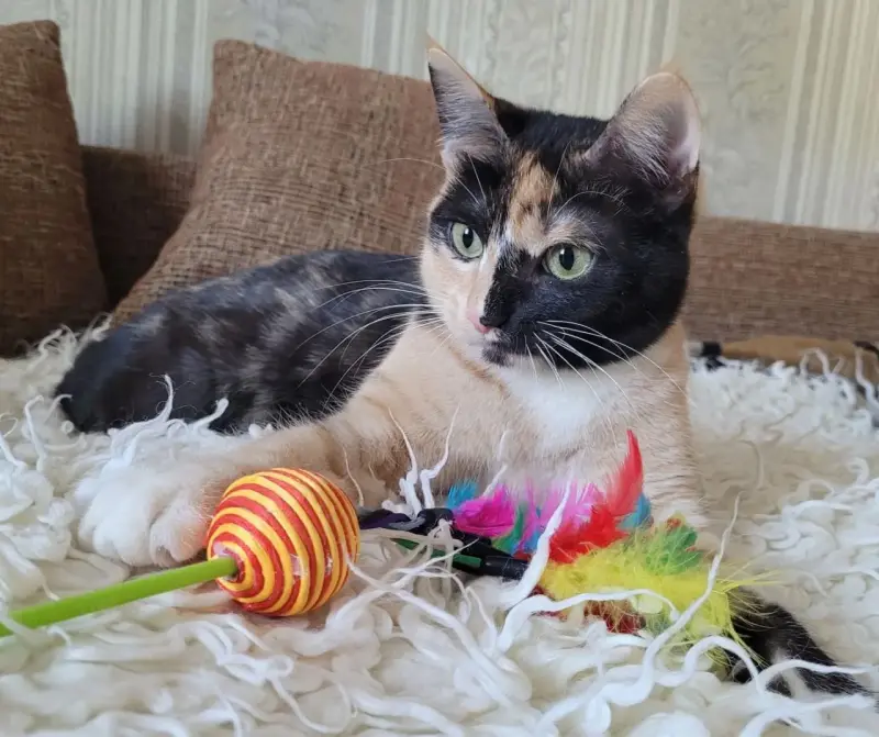 Котенок Кошка Озорная Кэтти