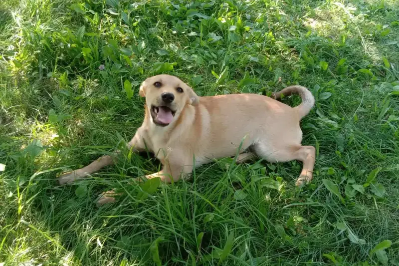 Замечательная собака-охранница Лиска в дар