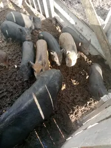 Вьетнамские поросята