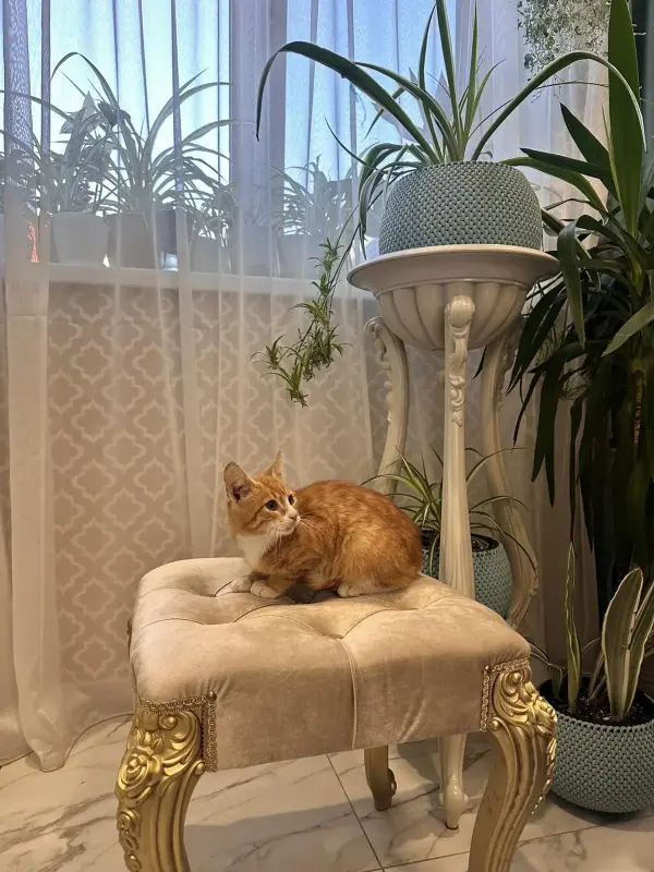 В дар прекрасный ласковый котёнок-мальчик Лучик