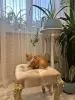 В дар прекрасный ласковый котёнок-мальчик Лучик