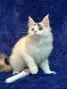 Мейн-Кун котенок