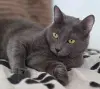 Кот Тео