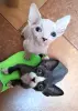 Канадский сфинкс Бамбини