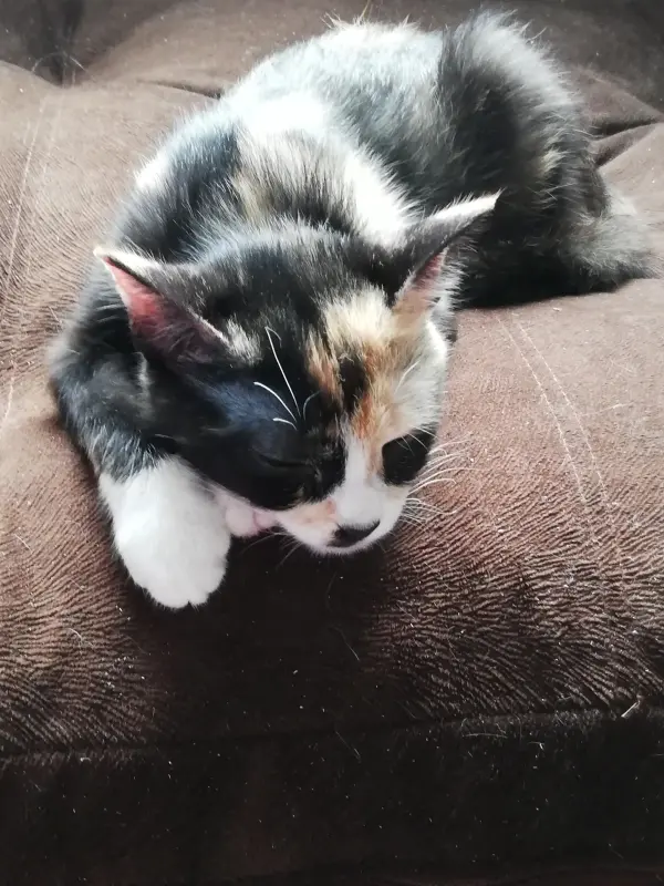 Котодевочка Лаура в добрые руки