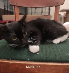 Мальчик Зайчик 3 месяца