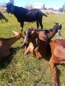 Англо- нубийские - французско альпийские