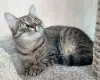 Котенок подросток Манюня