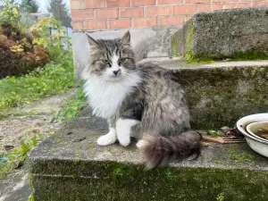 Ласковая кошка с дач очень срочно ищет дом