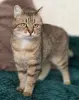 Шанталь-кошка молодая, кастрирована.