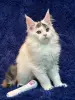 Мейн-Кун котенок