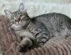 Котенок подросток Манюня