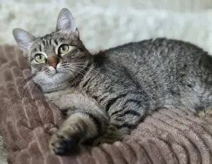 Котенок подросток Манюня