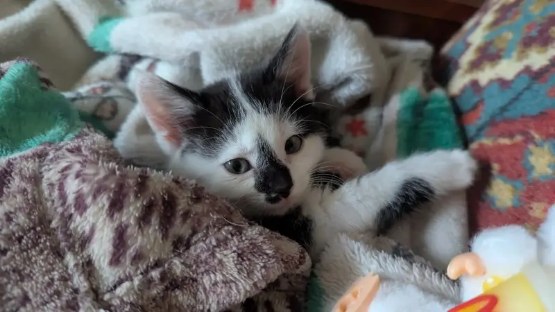 Котёнок