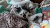 Котёнок