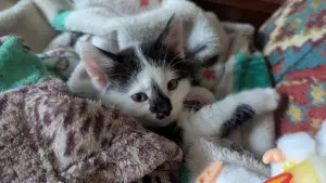 Котёнок