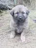 Щенки