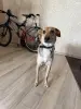 Молоденькая собака Мия в добрые руки