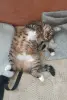 Ида-кошка молодая, кастрирована.
