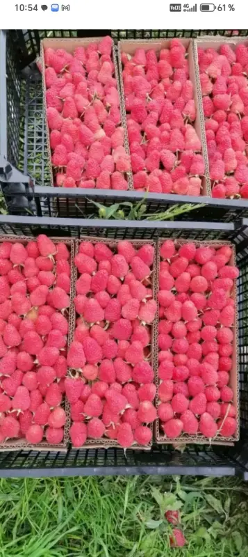 Саженцы малины Полонез