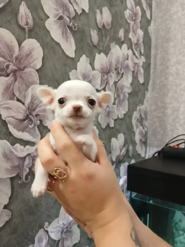 Щенки