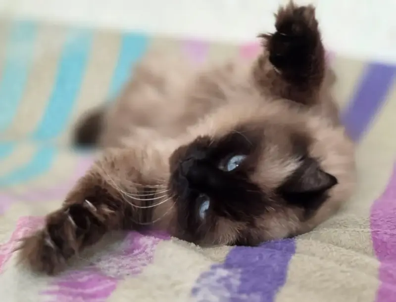 Кошка Ирма.