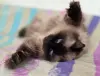 Кошка Ирма.