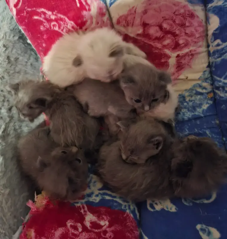 Британские котята