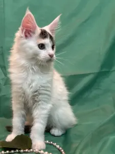 Мейн-Кун котята