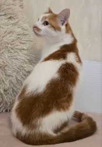 Кот Пчел. Добрый и красивый.