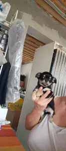 Чихуахуа
