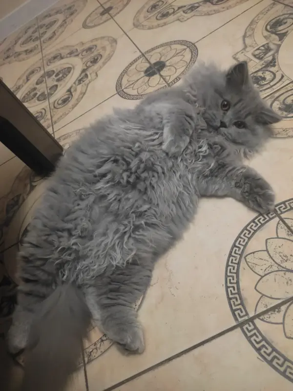 Элитный британский котенок