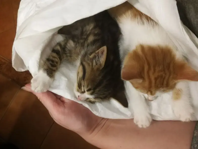 Котятам срочно нужен дом! Котенок в дар