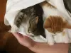 Котятам срочно нужен дом! Котенок в дар