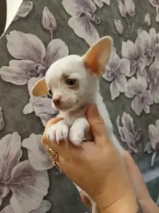 Щенки