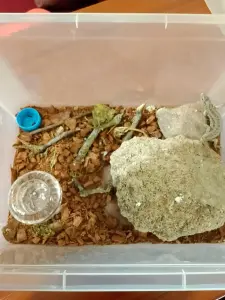 Ящерица прыткая самка