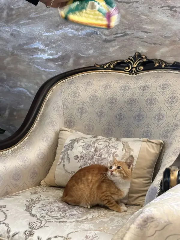 В дар прекрасный ласковый котёнок-мальчик Златик