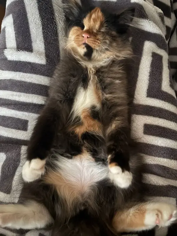 Котенок бесценно но бесплатно