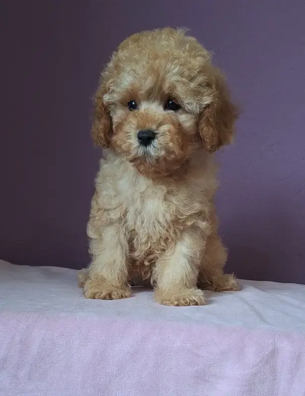 Пудель той /миниатюра